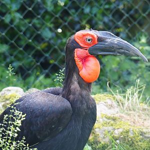 Southern ground hornbill (Bucorvus leadbeateri), 2021-06-15