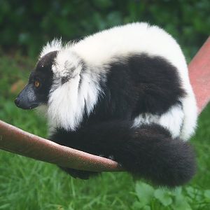 Black and white ruffed lemur (Varecia variegata variegata), 2021-06-15