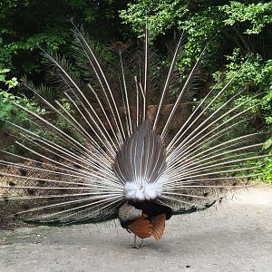 Backside of displaying free-ranging Blue peafowl (Pavo cristatus), 2021-06-15