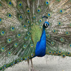 Displaying free-ranging Blue peafowl (Pavo cristatus), 2021-06-15