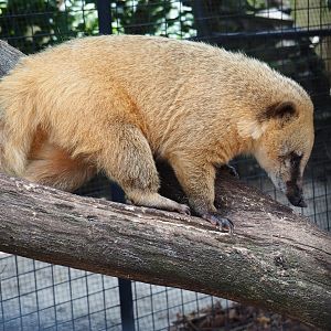 Ring-tailed coati (Nasua nasua), 2021-06-15