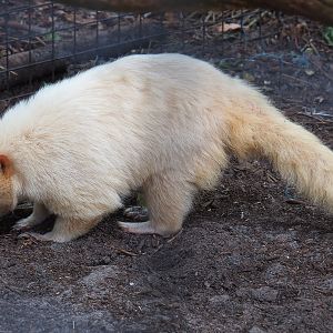 Albino Ring-tailed coati (Nasua nasua), 2021-06-15