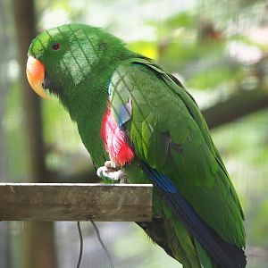 Male Eclectus parrot (Eclectus roratus), 2021-06-15