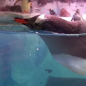 Gentoo Penguin