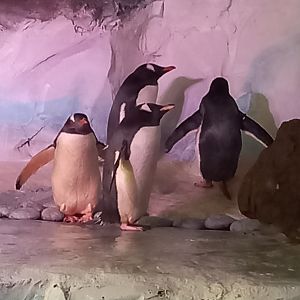 Gentoo Penguins