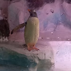 Gentoo Penguin