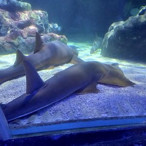 Nurse Shark and Black Chin Guitarfish