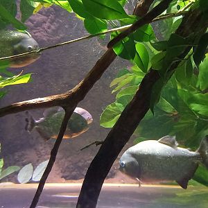 Red-bellied Piranhas