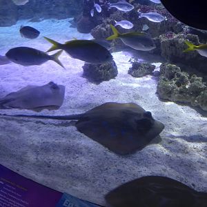 Blue-spotted Stingrays, Barred Flagtails and Yellowtail Fusiliers