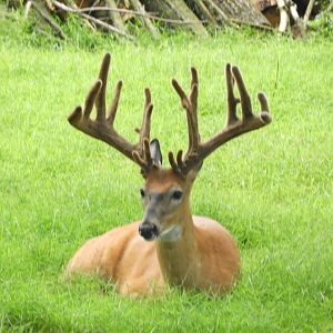 White-tailed Deer (Odocoileus virginianus)