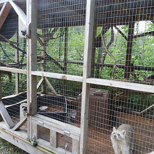 Northern Raccoon exhibit