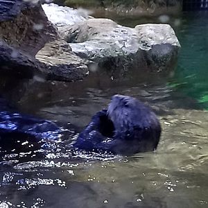 Northern Sea Otter