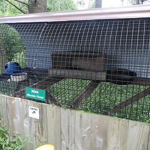 American Mink exhibit