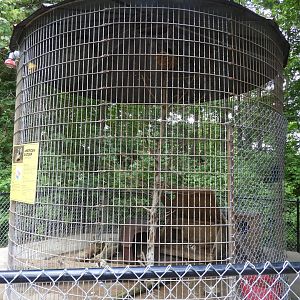 American Badger/American Crow exhibit