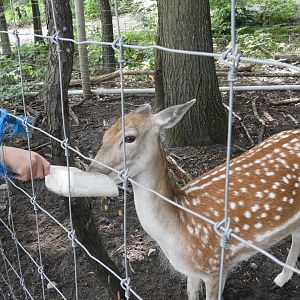 European Fallow Deer (Dama dama) being fed