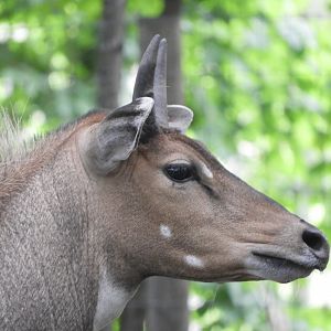 Nilgai (Boselaphus tragocamelus)