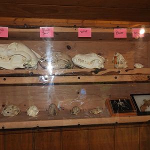 Skulls and two bat specimens