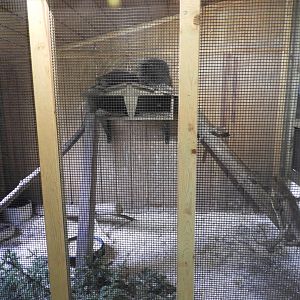North American Porcupine exhibit
