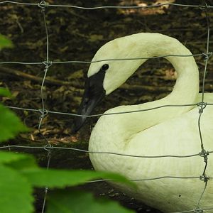 Trumpeter Swan (Cygnus buccinator)