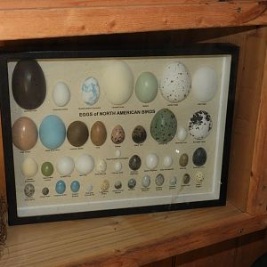 Bird Egg specimens