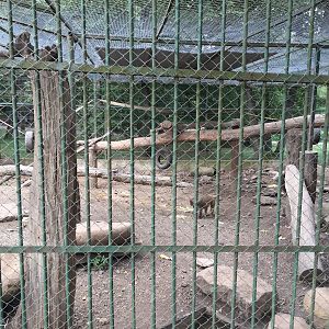 Zoo Târgu-Mures 27.08.2021.