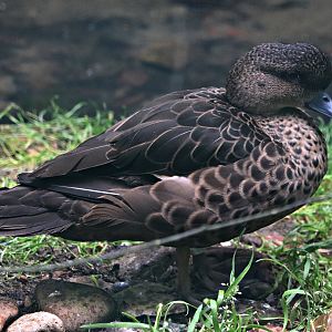 Sunda teal (Anas gibberifrons) - Fasanerie/Pheasantry