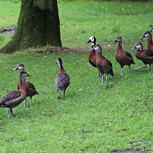 White-faced whistling ducks (Dendrocygna viduata) - Freiflughalle