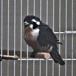 Black-thighed falconet (Microhierax fringillarius)