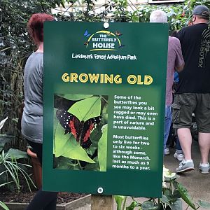 Butterfly signage @ Landmark forest adventure park