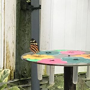 Butterfly @ Landmark forest adventure park