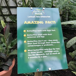 Butterfly signage @ Landmark forest adventure park