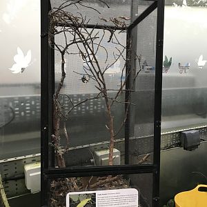 Insect tank @ Landmark forest adventure park