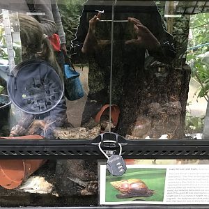 Tank at Landmark forest adventure park