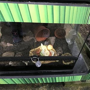 Animal tank @ Landmark forest adventure park