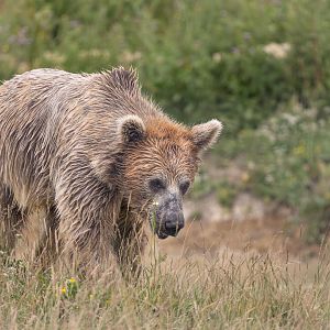 Syrian Brown Bear / Hamerton / 15-7-21