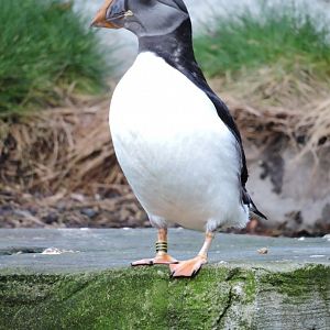 Atlantic puffin [2015]