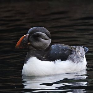 Atlantic puffin [2015]