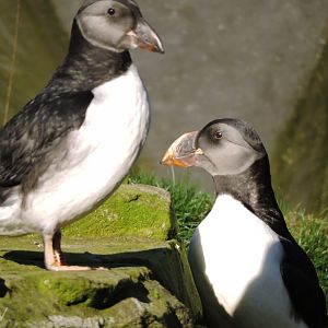 Atlantic puffins [2015]