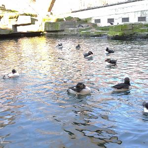 Atlantic puffins [2015]