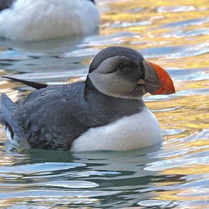 Atlantic puffin [2015]