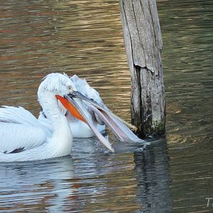 Dalmatian pelicans [2015]