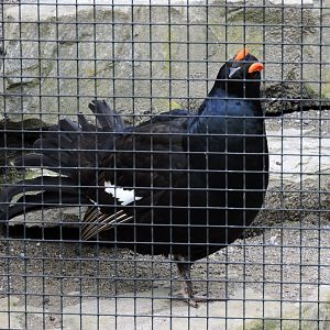 Black grouse [2016]