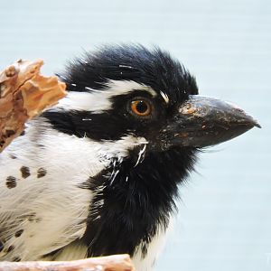Spot-flanked barbet [2016]