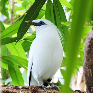 Bali myna [2016]