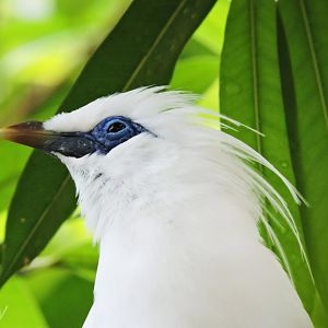 Bali myna [2016]