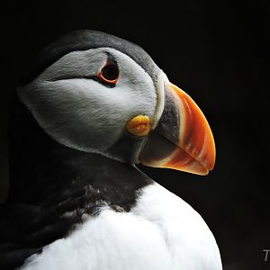 Atlantic puffin [2016]