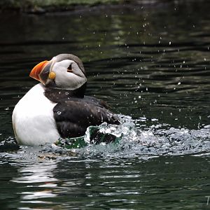 Atlantic puffin [2016]