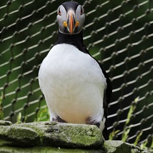 Atlantic puffin [2016]