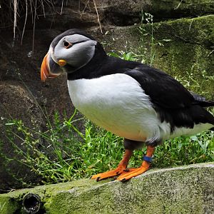 Atlantic puffin [2016]