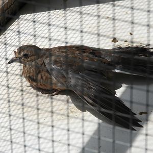 Mourning Dove (Zenaida macroura)